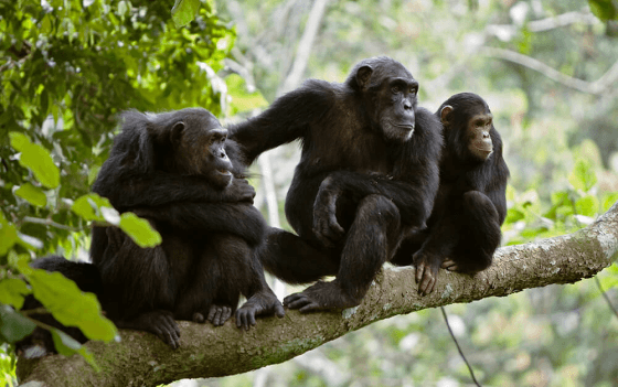 Myth related to Chimpanzees