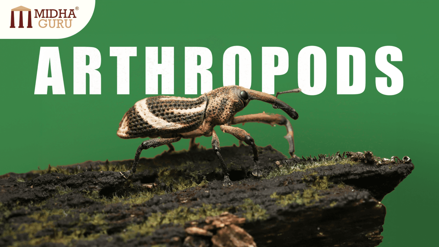 Arthropoda: The Largest Phylum of Animal kingdom