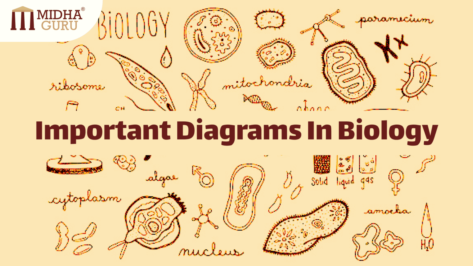 Must to practice diagrams in biology to ace you 10th board exam.